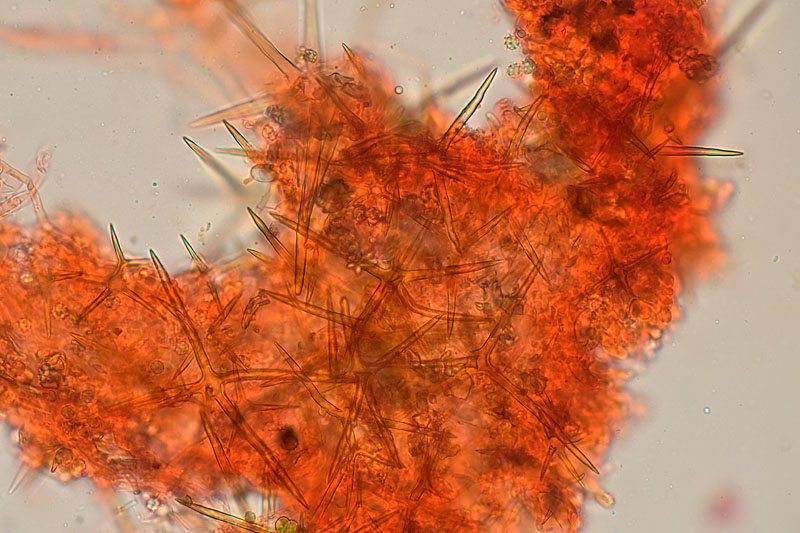 Asterostroma cervicolor